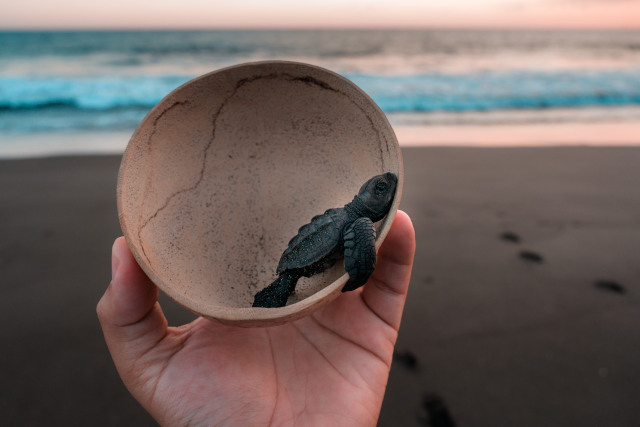 Ocean conservation tips turtle in plastic