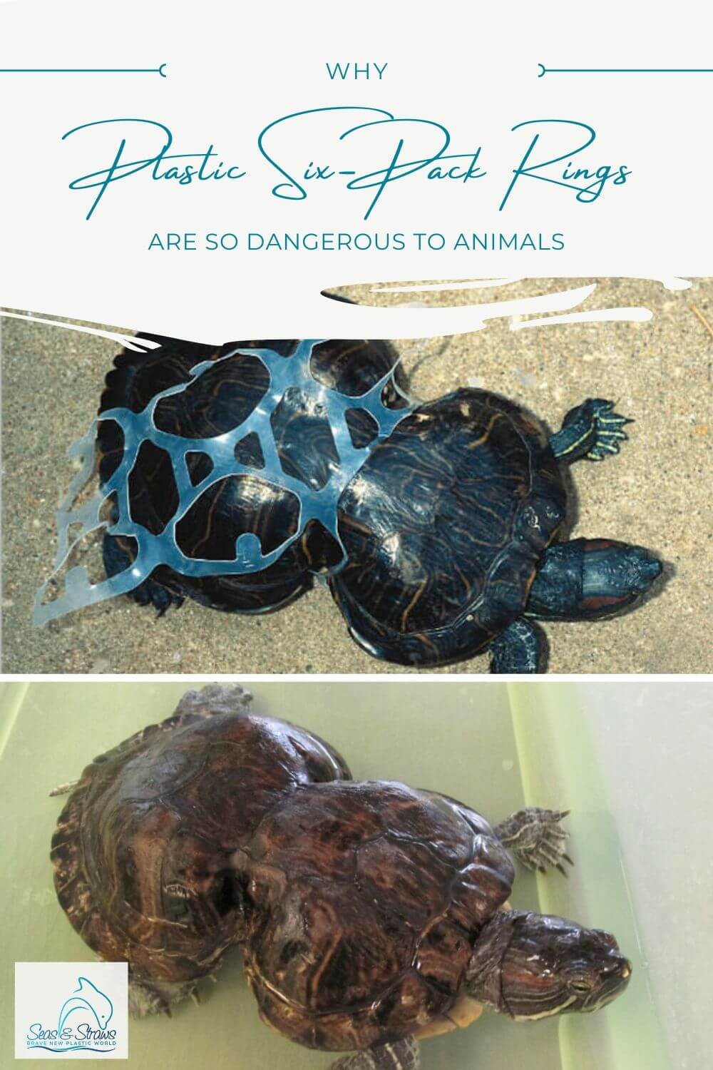 Why Six Pack Rings Are More Dangerous Than You Think