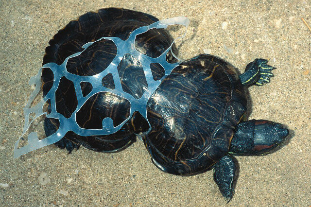 A turtle deformed by a six-pack ring - Seas & Straws