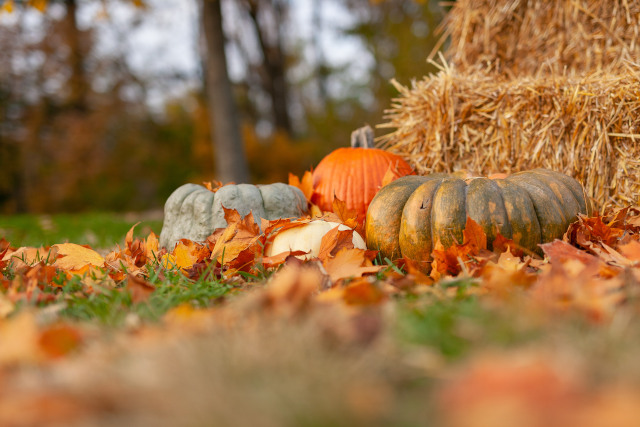 Reuse your natural Halloween decoration and compost it afterwards.