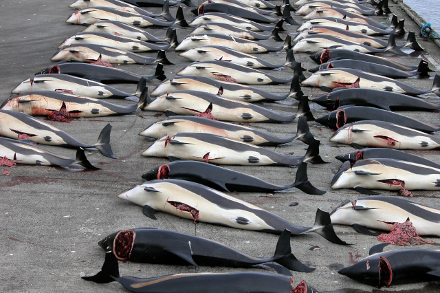 1428 white-sided dolphins were slaughtered in 2021 in the Faroe Islands.