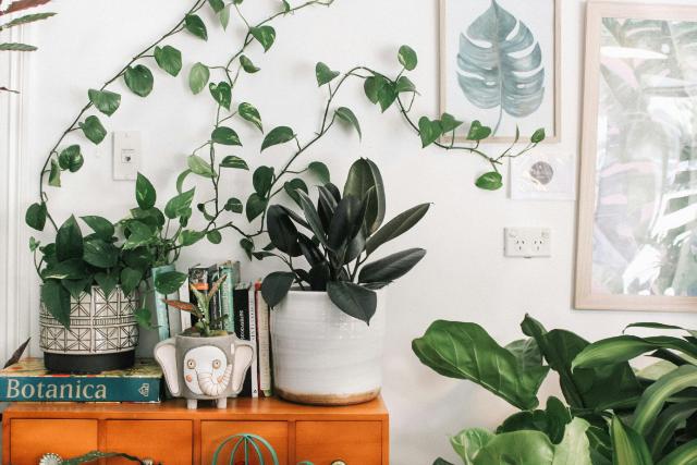 Zero Waste Gift Ideas Indoor Plants: Plants make every room feel homely and cozy