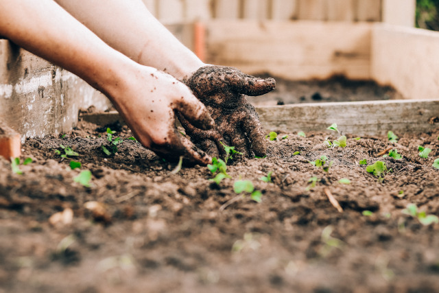 Set up your own fruit and veggie garden using composted organic waste.