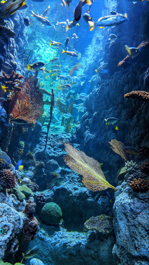 Coral reefs are home to a vast array of marine species.