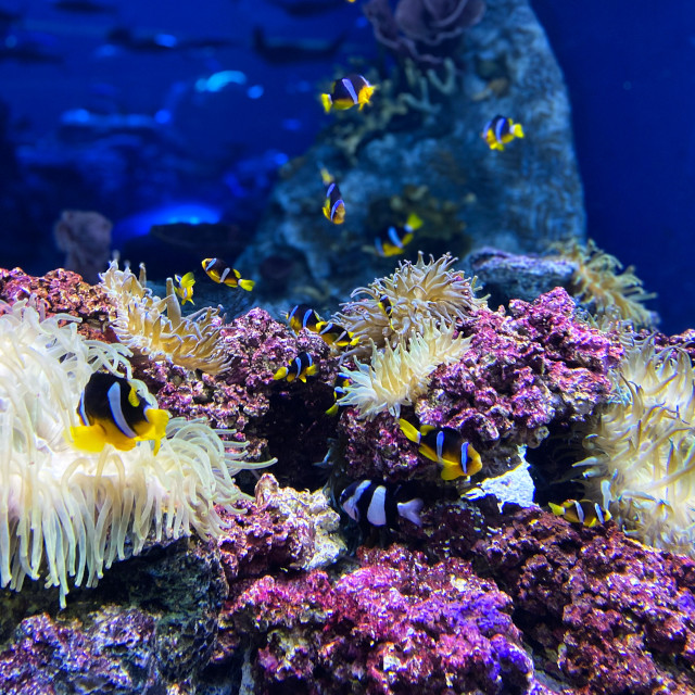Coral reefs are one of the most biodiverse ecosystems in the world.