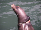 A Sea Lion Entangled in Plastic Rope