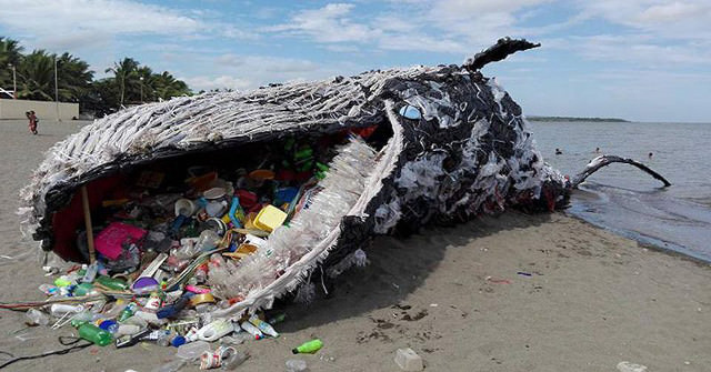 Another victim of our addiction to plastic: a young sperm whale was found dead at the coast of Spain. Scientists were shocked by what they found: The whale had swallowed 64 pounds of plastic!