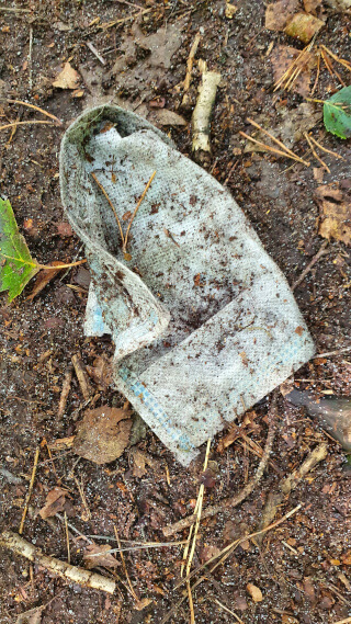 Single-use face masks end up in rivers and in forests. I found this one while taking the dog for a walk in the woods. Photos: ©Seas & Straws