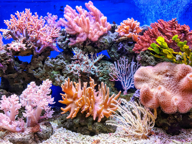 Coral Reef Restauration is vital for a healthy ocean.