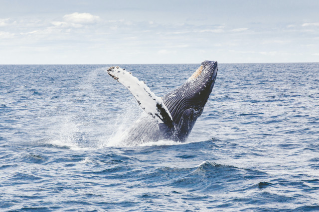The recovery of the humpback whale populations is an impressive example of successful ocean conservation efforts.