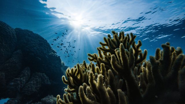Coral reefs are vital to the marine ecosystem - but 50% are under threat.