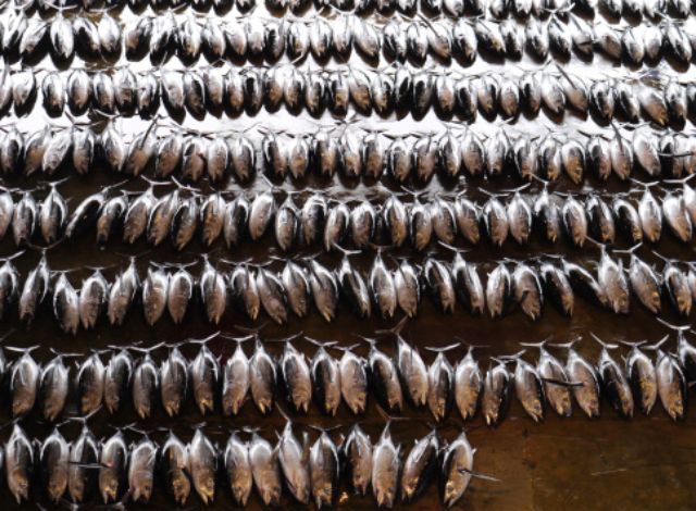 Japanese tuna market. Over 34% of fish stocks are being overfished, tuna is one of them.
