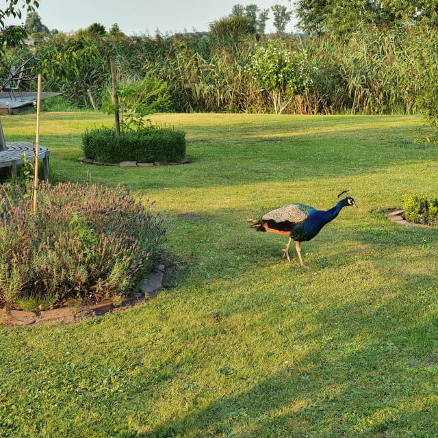 The beautiful peacock woke us every morning. Photo: ©Seas & Straws