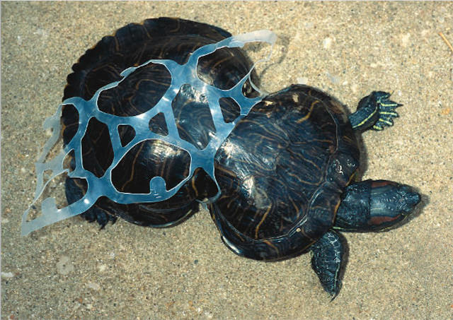Six-pack rings may not be the most common of all plastic debris floating in the ocean, but they are all the more dangerous to marine life.