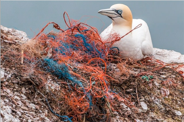 Seabird nesting on plastic rope. Seas & Straws