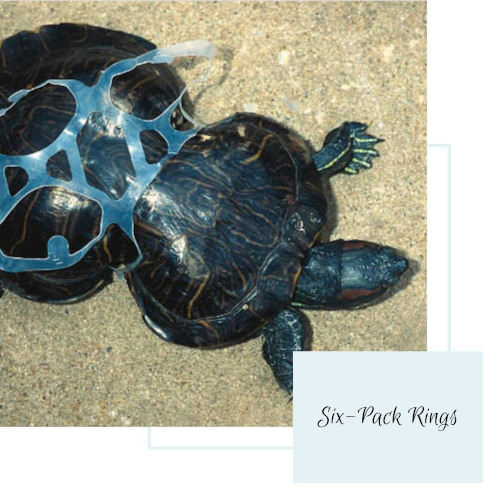 Why six pack rings are more dangerous than you think Why six pack rings are more dangerous than you think