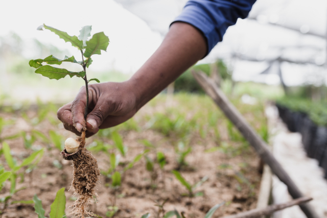 Sustainable Travel Tree Planting