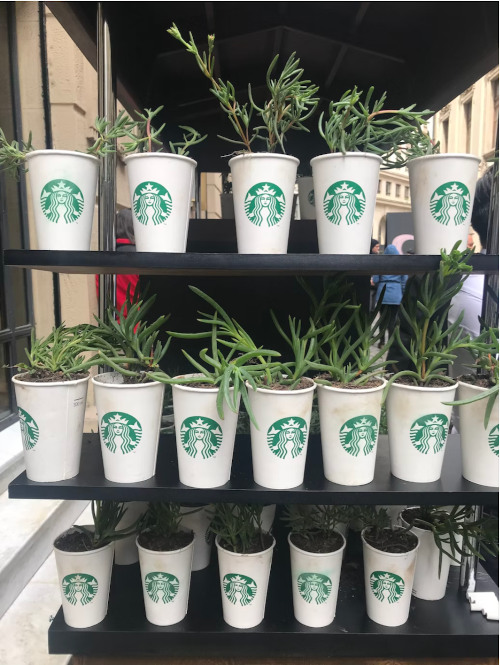 A Starbucks lover found a way to upcycle old coffee cups.