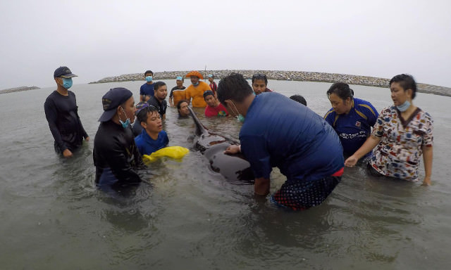 Whale dies after eating 80 plastic bags