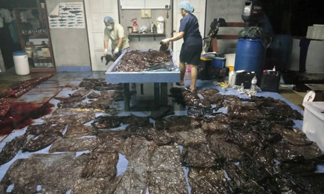 The content of a starved pilot whale's stomach - 80 (!) plastic bags. Photo: ©Reuters