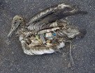 Albatross chick with a stomach full of plastic