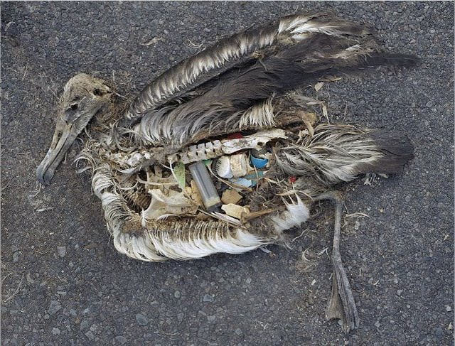 Albatross chick with a stomach full of plastic