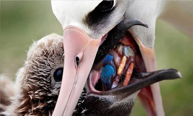 Albatross feeding plastic to its chick.