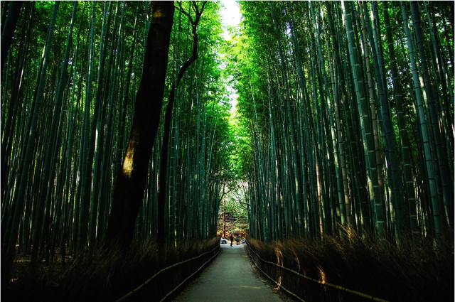 A bamboo forest for a sustainable future