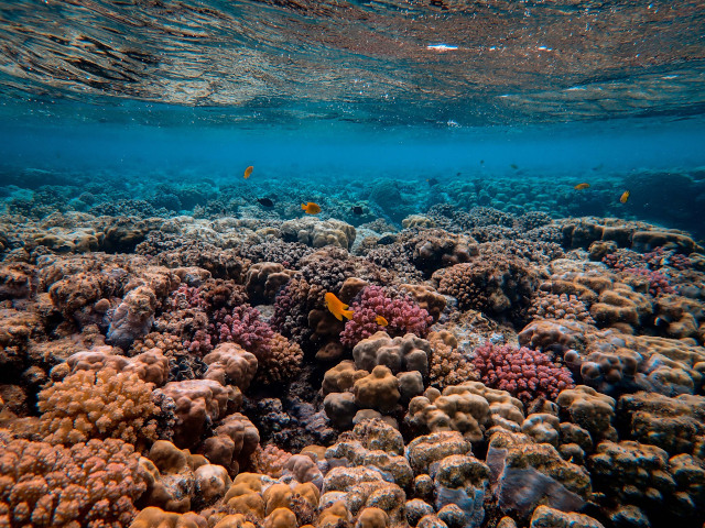 Coral reefs are highly sensitive to changes in their environment.