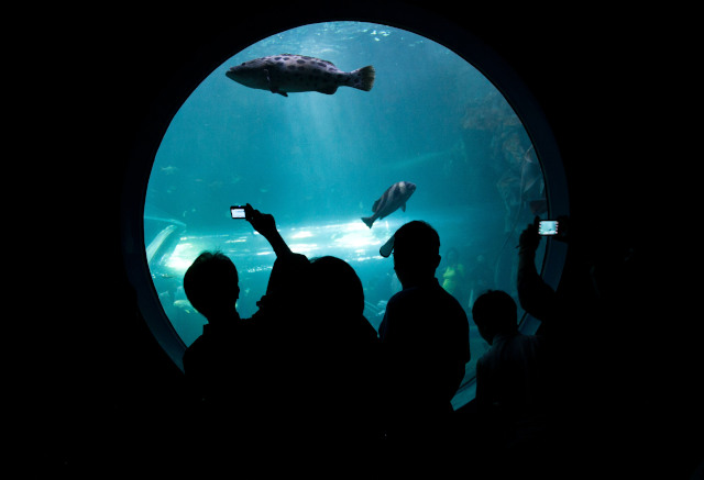 Partnering with conservation organizations or aquariums can offer students a broader perspective on conservation.