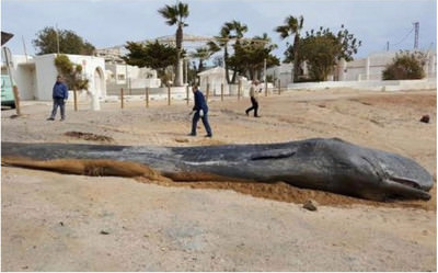 This young sperm whale was killed by plastic