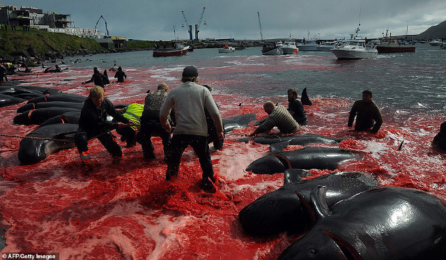 The water turns red with the blood of slaughtered whales and dolphins. ©GettyImages