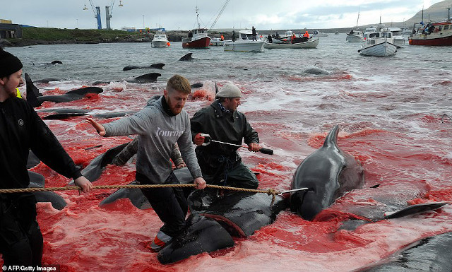 Whales and dolphins being slaughtered and dragged ashore alive. Photo: ©GettyImages