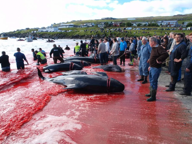 The cruelty of the annual whale and dolphin hunt is unfathomable.