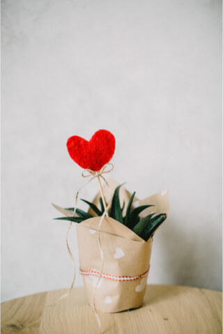 Aloe plant wrapped in paper.